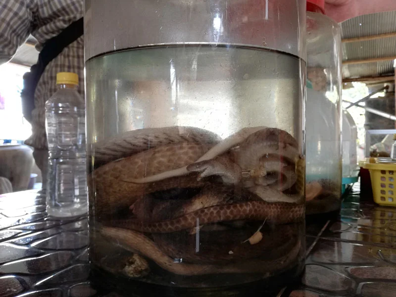 Alcool de serpent alcool artisanal serpent battambang insolite