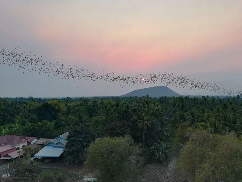 Bat-Cave Battambang bat-cave battambang chauve-souris grotte