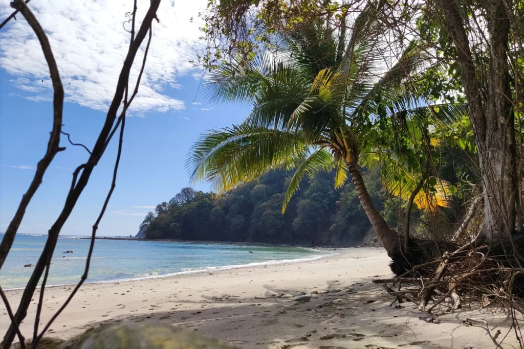 Plage Cabo Blanco plage cabo blanco palmier
