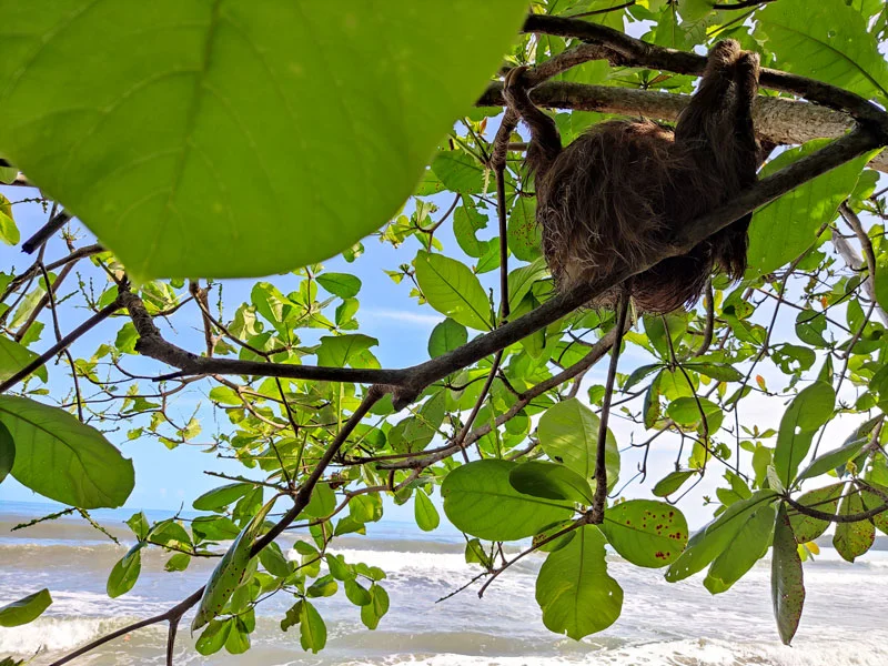 Un paresseux à Cahuita Un paresseux sur la plage dans le parc national de Cahuita