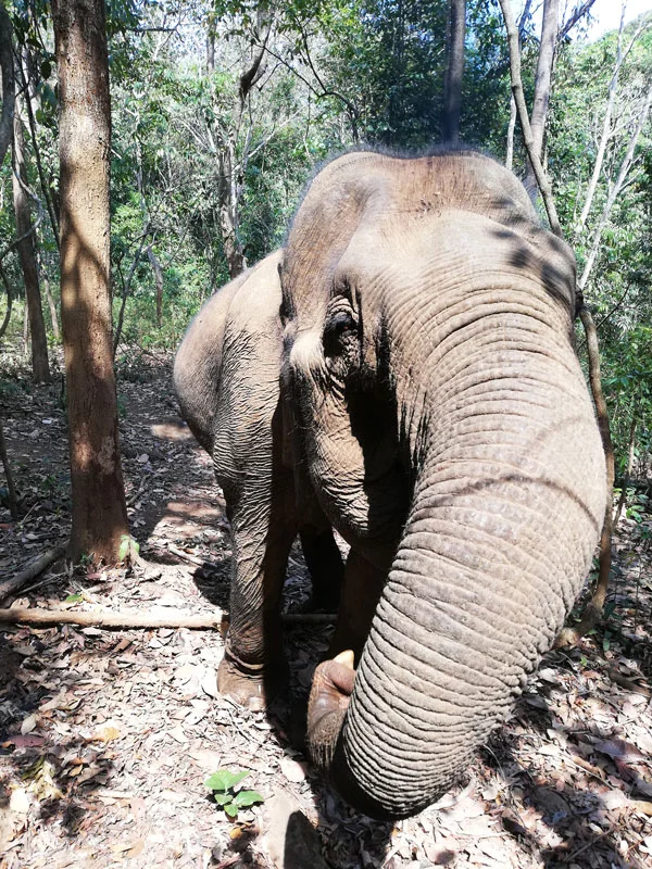 Un éléphant repus est un éléphant heureux Mondulkiri éléphant jungle cambodge sanctuaire