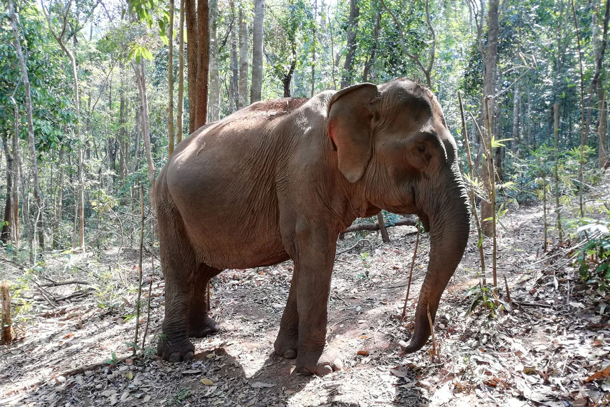 Un éléphant attend son repas Mondulkiri Project éléphant sanctuaire jungle