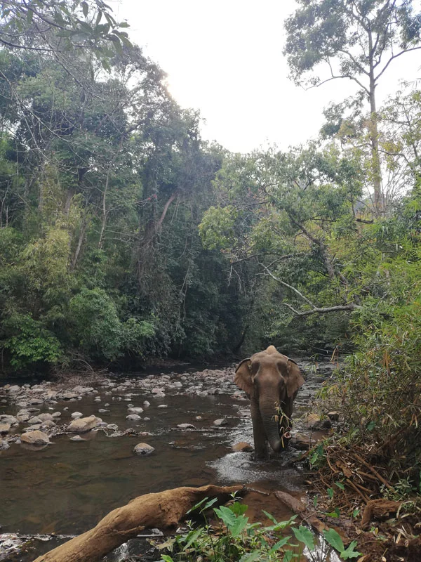 Un éléphant se promène Mondulkiri éléphant jungle sanctuaire cambodge