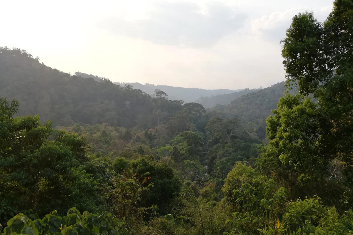 La jungle de Mondulkiri jungle mondulkiri éléphants sanctuaire