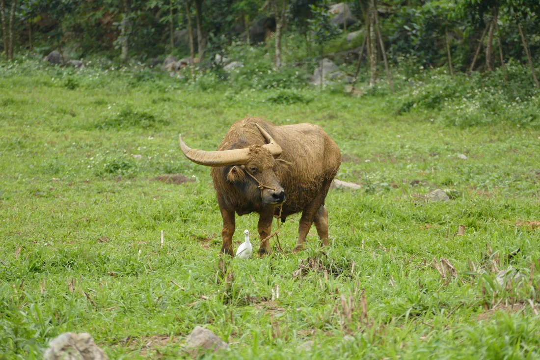 Une vache au parc national de Thung Nham thung nham national park parc vache ninh binh
