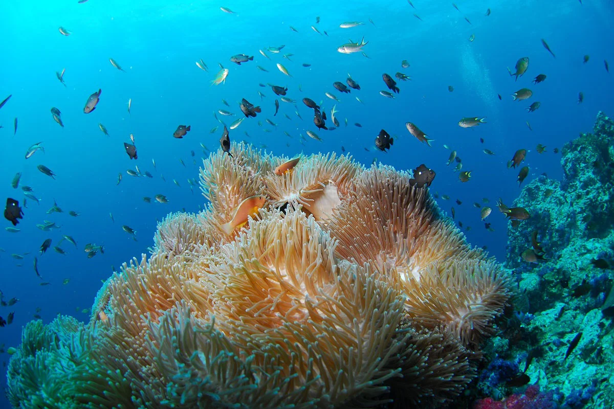 poissons coraux barrière corail plongée honduras