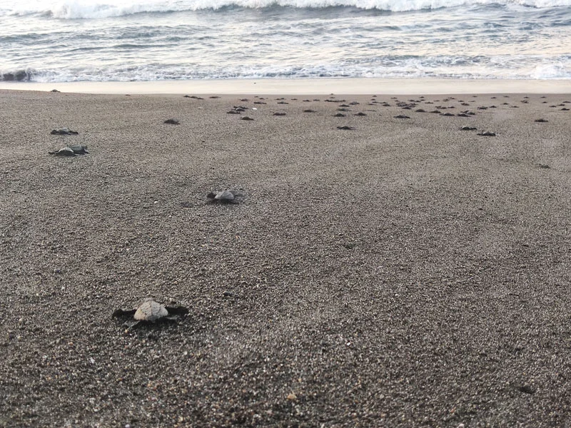 Tortues de mer à El Paredon Des bébés tortues de mer rejoignent l'océan Pacifique à El Paredon