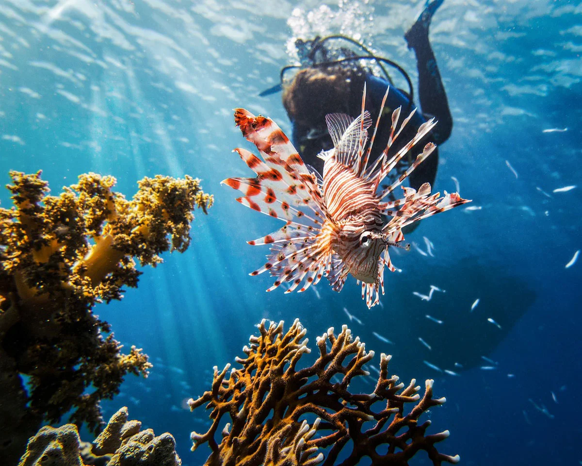lion fish poisson plongée honduras caraïbes