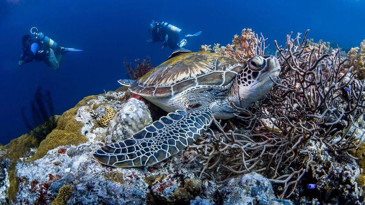 tortue de mer plongée caraïbes plongeur