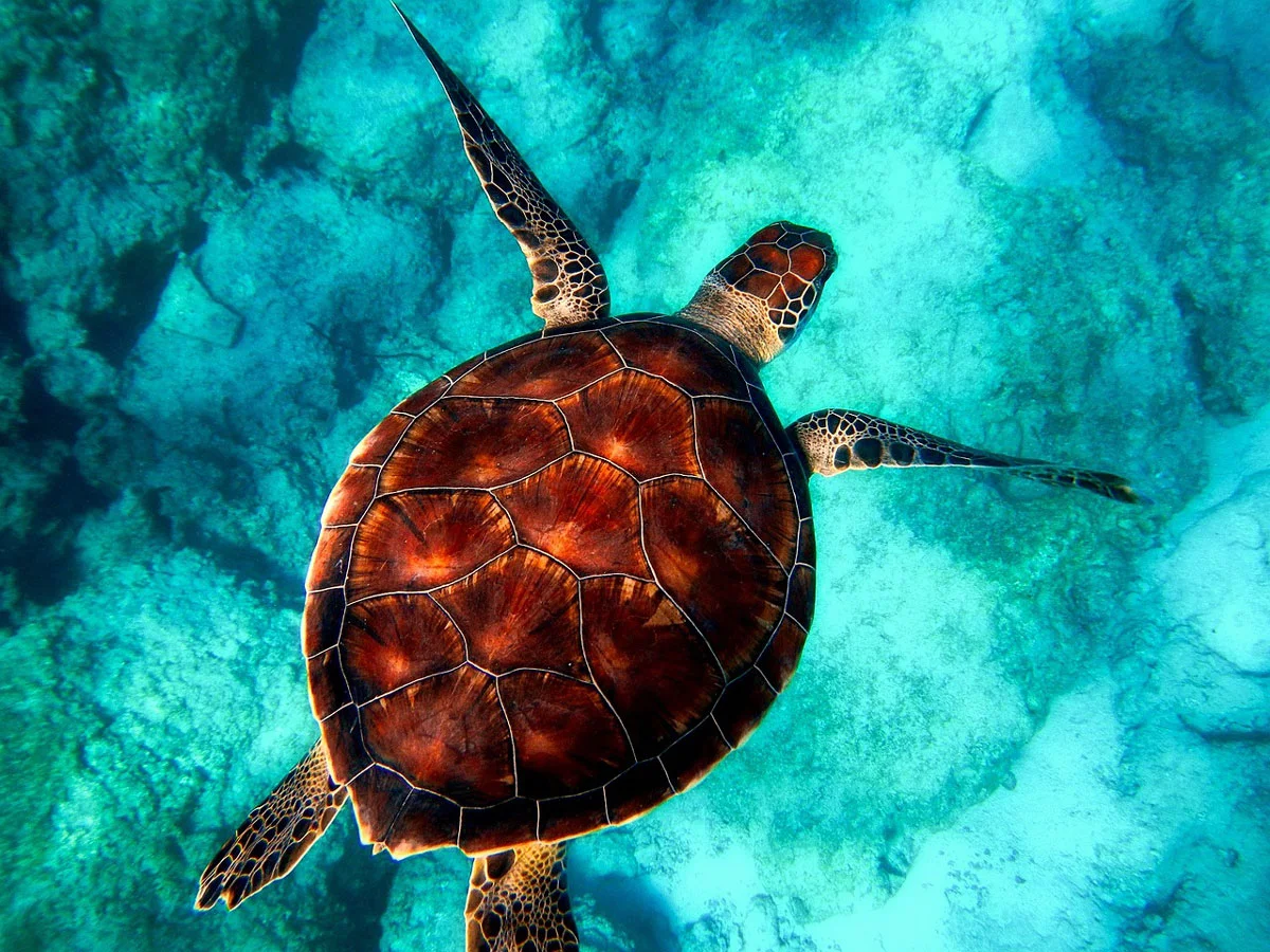 tortue de mer caraïbes utila plongée