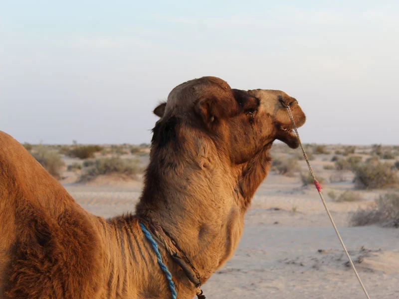 Dromadaire Douz Sahara désert Tunisie
