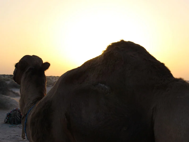 Dromadaire Douz Sahara Desert Tour