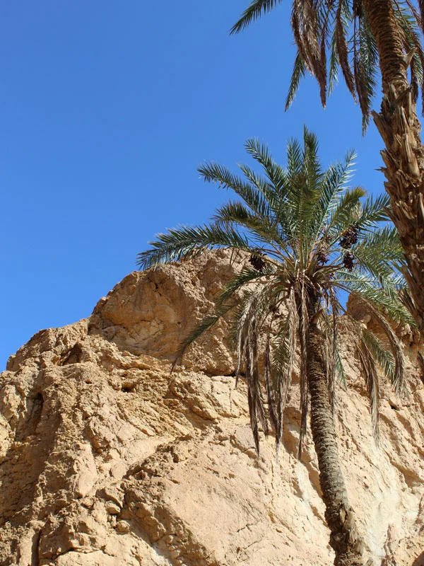 Oasis Chebika palmiers Tozeur