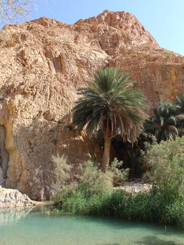 Oasis Chebika Tozeur road trip Tunisie itinéraire nord sud