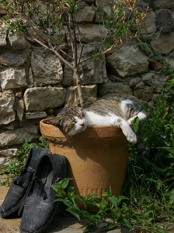 chat endormi berat road trip albanie itinéraire