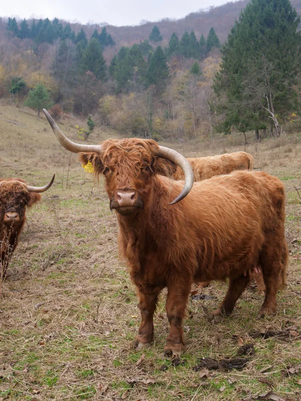 Jajce vache écossaise highland campagne bosnie