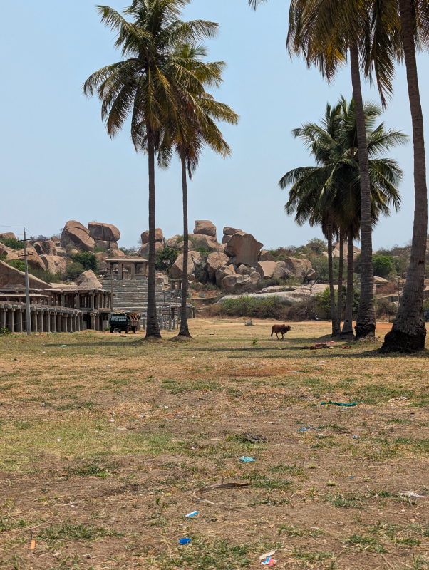 hampi cocotiers palmiers