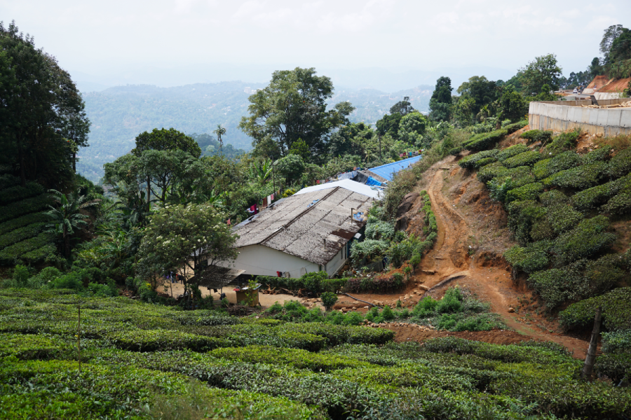 munnar plantation de thé