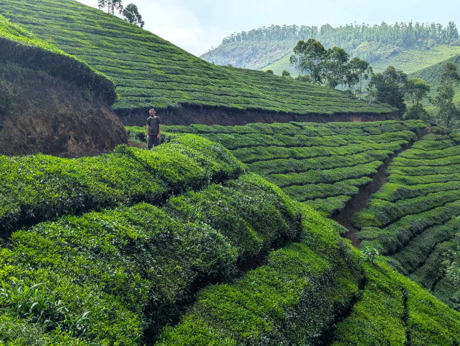munnar randonnée kerala