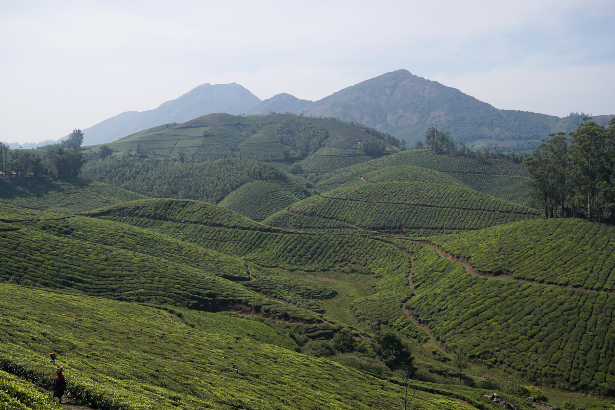 munnar montagnes kerala inde