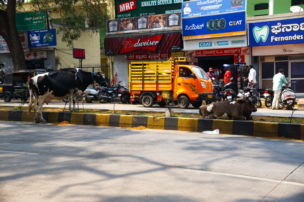 mysore vache rue