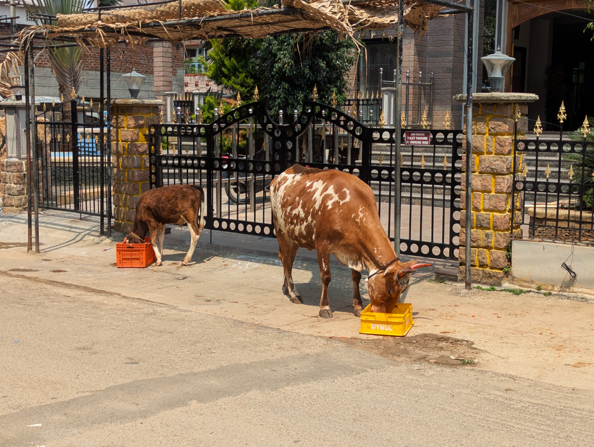 vache dans la rue en inde du sud