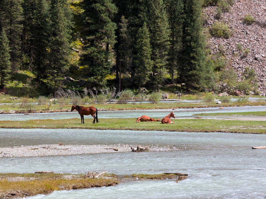 Chevaux sauvages Kirghizistan